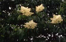 Japanese Tree Lilac flowers