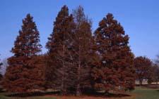 Bald Cypress fall color