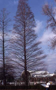 Bald Cypress form in winter