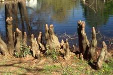 Bald cypress 'knees'