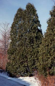 Eastern Arborvitae form