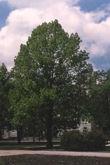 American Linden form