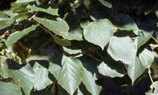 American Linden leaves