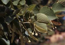 American Linden leaves