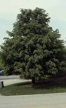 Littleleaf Linden form