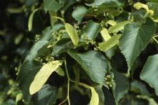 Littleleaf Linden leaves