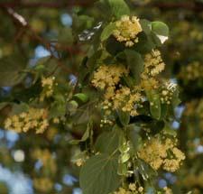 Littleleaf Linden flowers