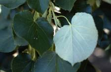 Silver Linden leaves