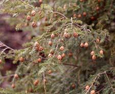 Canada Hemlock leaves (needles) and fruit (cones)