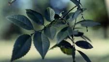 Chinese Elm leaves