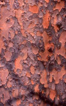 Chinese Elm bark
