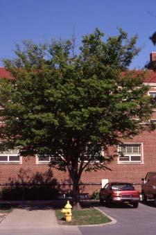 Japanese Zelkova form