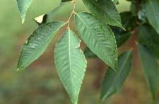 Japanese Zelkova leaves