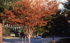 Japanese Zelkova fall color