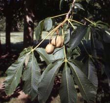 Yellow Buckeye leaves and fruit