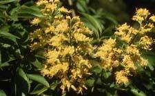 Yellow Buckeye flowers