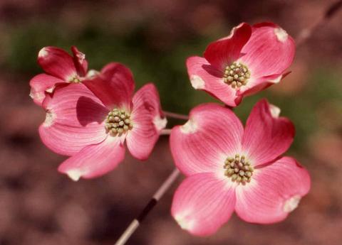 Flowers of Flowering Dogwood