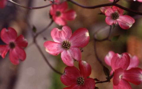 Flowers of Flowering Dogwood