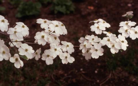 Flowers of Flowering Dogwood