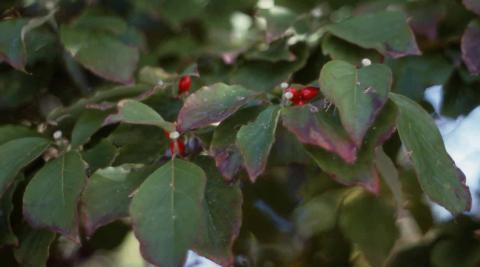 Fruit of Flowering Dogwood