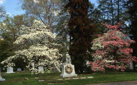 Flowering Dogwood in bloom
