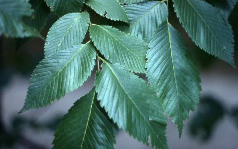 Leaves of American Elm