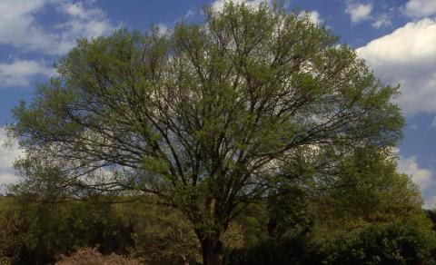 American Elm in Spring
