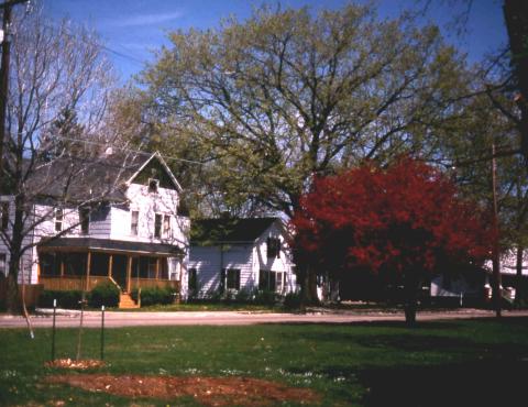 American Elm in Spring