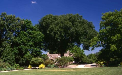 American Elm in summer