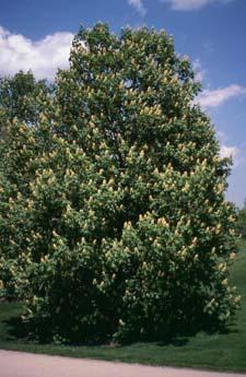 Ohio Buckeye form