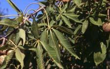 Ohio Buckeye leaves