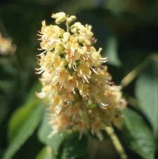 Ohio Buckeye flowers