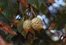 Ohio Buckeye fruit