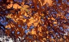 Ohio Buckeye fall color