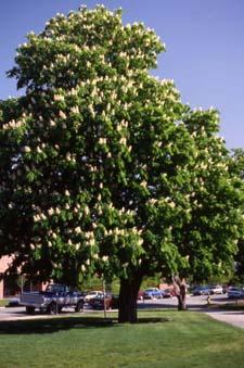 Common Horsechestnut in flower