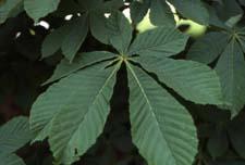 Common Horsechestnut leaf
