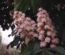 Common Horsechestnut flowers