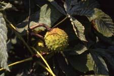Common Horsechestnut fruit