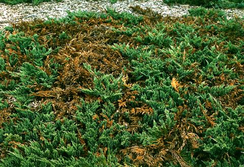 Phomopsis and kabatina blight of juniper.