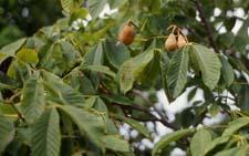 Red Buckeye leaves and fruit