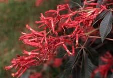 Red Buckeye flowers