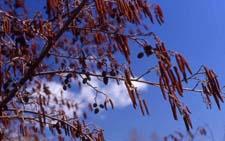 European Alder flowers (male)