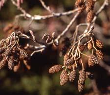 European Alder fruit