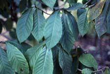 Pawpaw leaves