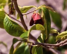 Pawpaw flower