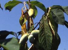 Pawpaw fruit
