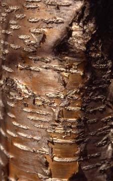 Yellow Birch bark