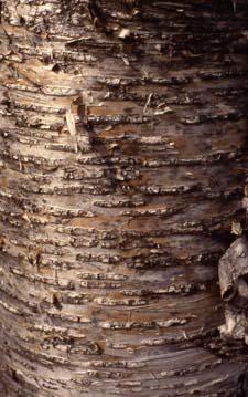 Cherry Birch bark