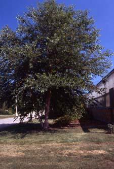River Birch form