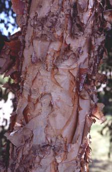 River Birch bark